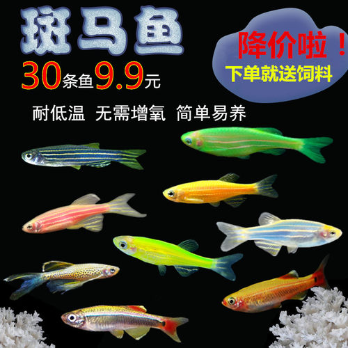 新手鱼质量怎么样？-新手鱼口碑怎么样？ - 小麦优选