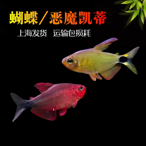 蝴蝶凯蒂恶魔凯蒂小型群游灯科鱼