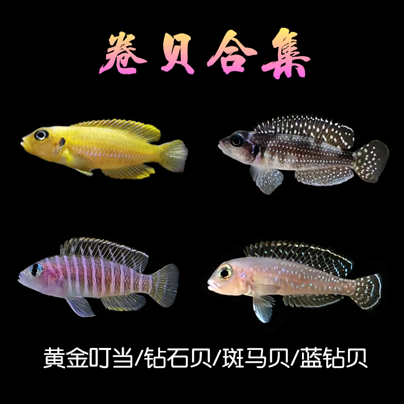 黄金叮当斑马贝钻石蓝钻卷贝坦鲷三湖慈鲷小型热带观赏鱼活体新手