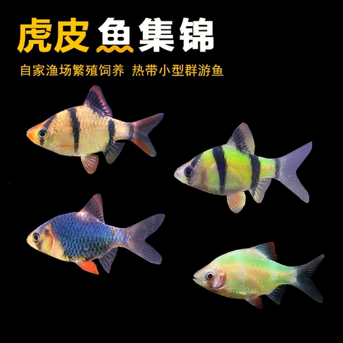 红虎皮鱼群游荧光虎皮小型热带鱼