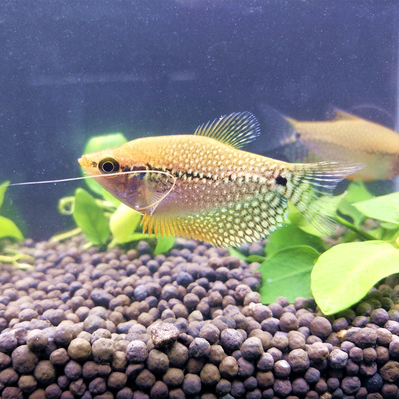 热带观赏鱼珍珠马甲鱼曼龙鱼丝足珍珠鱼小型鱼淡水活体好养