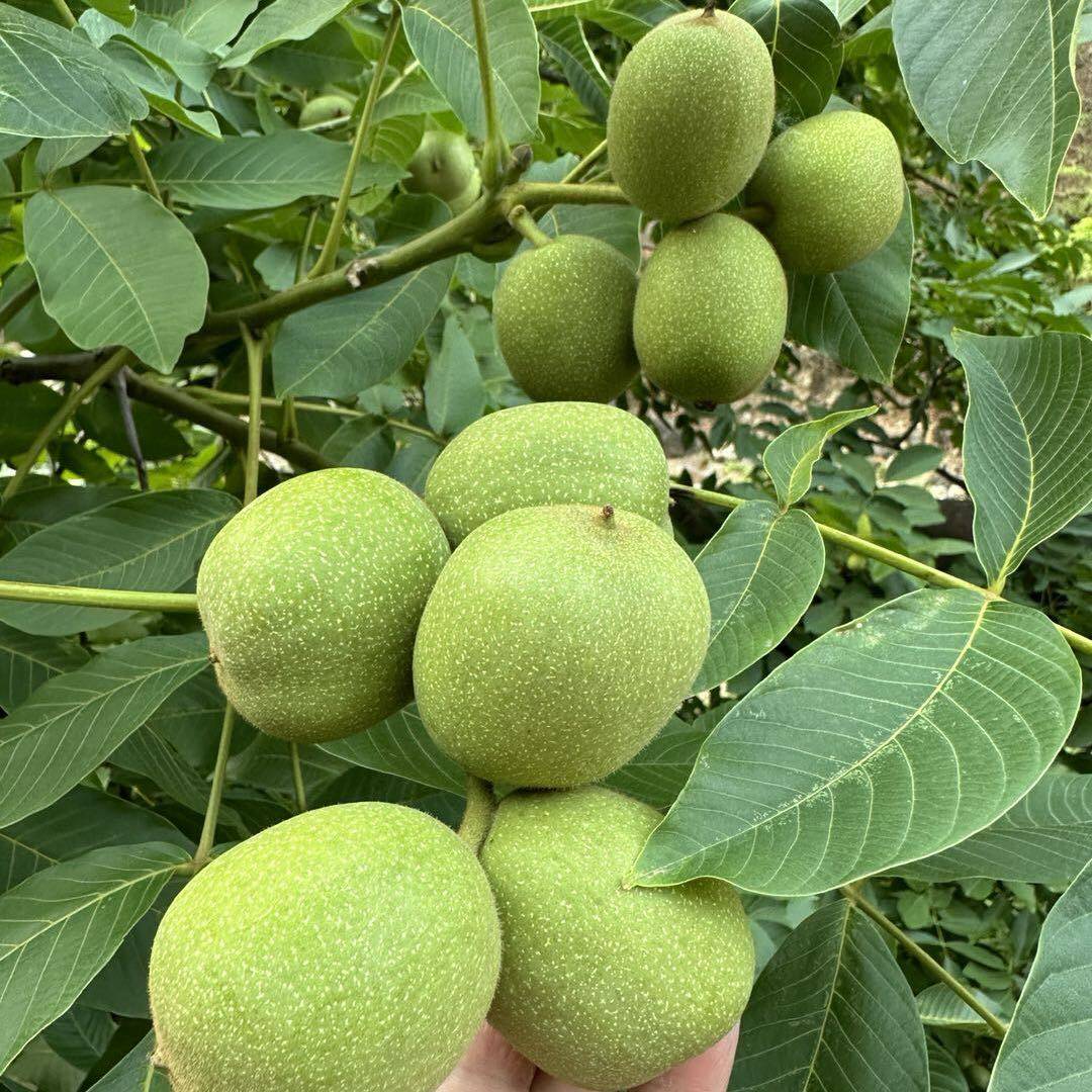 26青皮新鲜现摘带青皮核桃泡酒纸皮/薄皮核桃