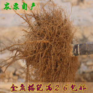 25年自产新货农家向日葵杆根须纯天然中药材花盘瓤朝阳花俩斤包邮