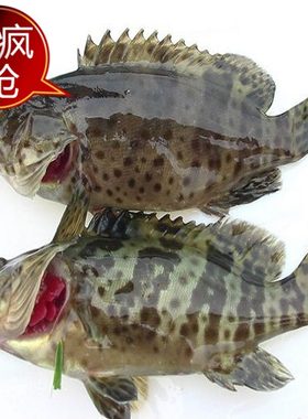 青石斑鱼龙胆顺丰包邮鲜活新鲜