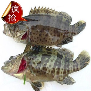 青石斑鱼/龙胆1条600-800g 顺丰包邮江浙沪皖 鲜活发货保证新鲜