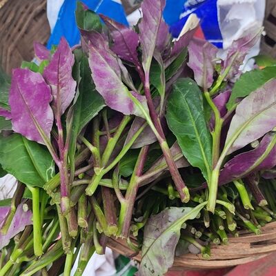 贵州血皮菜紫背菜天葵红背菜新鲜观音菜青菜红凤菜现摘发