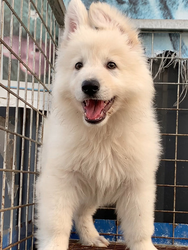 自家繁育瑞士牧羊犬白色德牧幼犬牧羊犬狗狗活体宠物