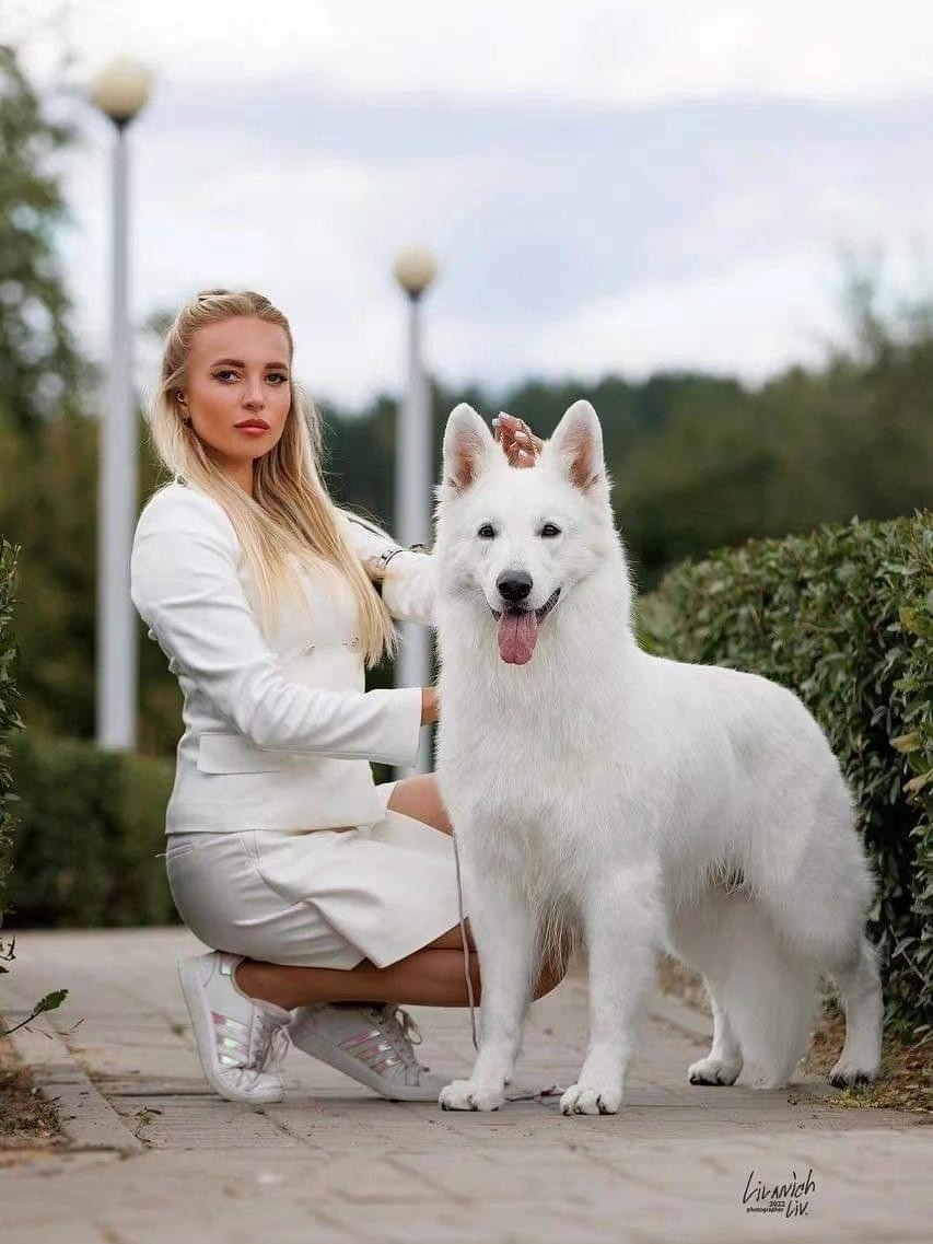 瑞士牧羊犬幼犬白德牧幼犬纯种双血统白色瑞士牧羊犬狗粮一斤