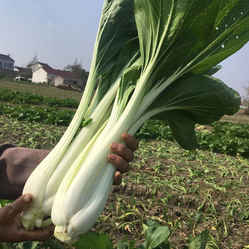 新鲜高杆白菜苏北农家自种蔬菜嫩长梗箭杆白露天咸泡菜原料5斤装
