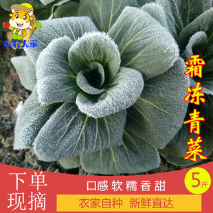 霜冻青菜新鲜现摘农家自种矮脚苏州青太湖青应季蔬菜油菜5斤包邮