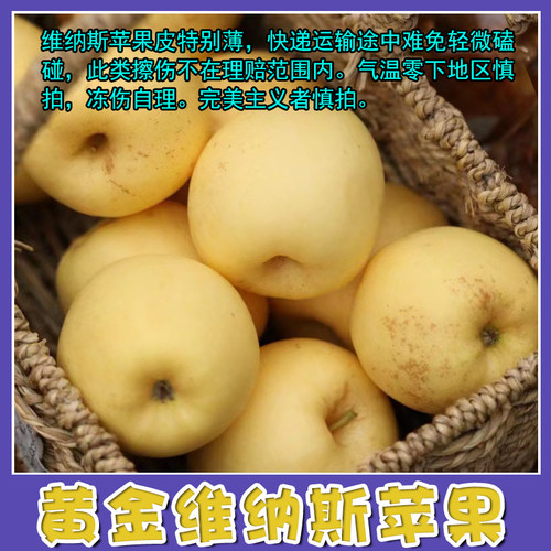 黄金维纳斯红富士当季采摘