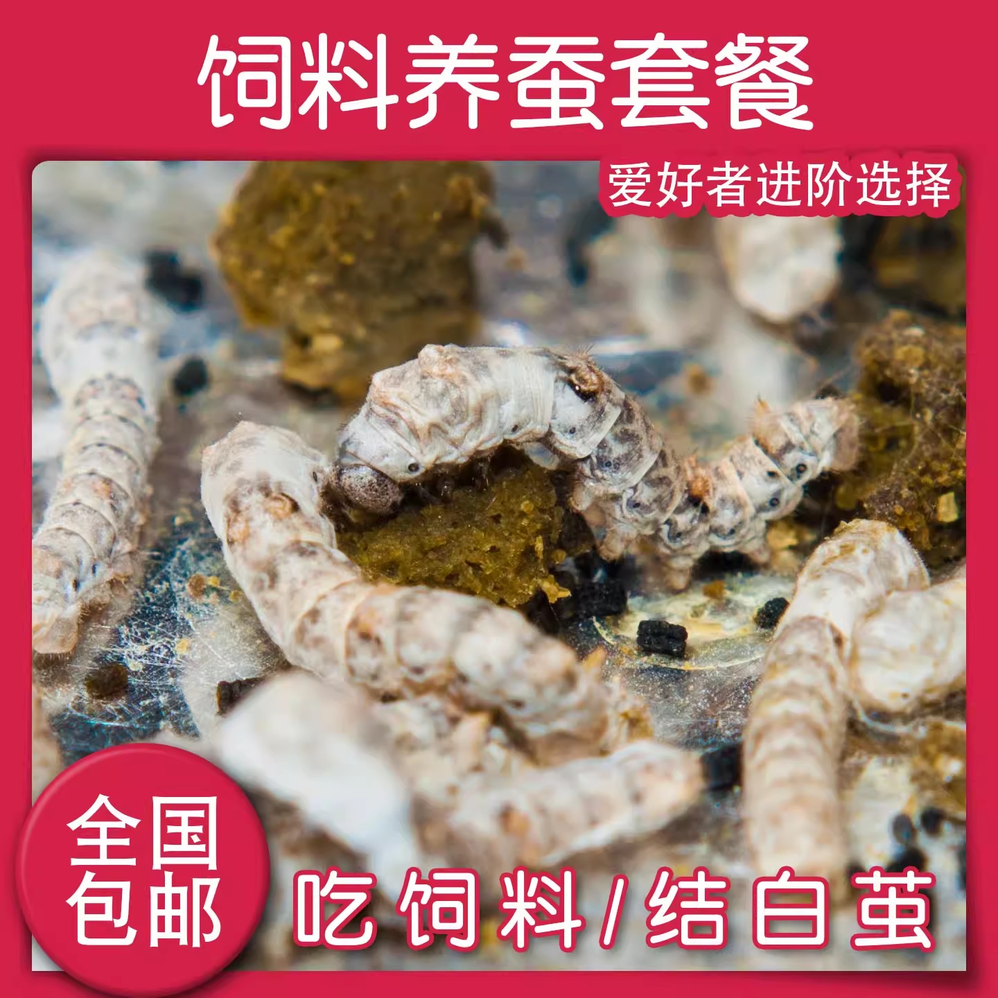 蚕宝宝饲料蚕替代桑叶养蚕全龄蚕蚕宝宝