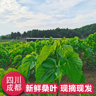 新鲜桑叶蚕宝宝饲料食物四川成都新鲜当天采摘桑叶嫩小蚕大蚕食用