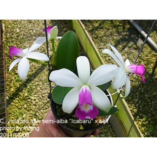 C.violacea alba女神卡特兰原生种稀有白花红唇个体 semi