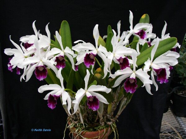 purpurata "schuster"稀有巴西国花紫蓝唇