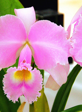 进口特丽安娜卡特兰原生种 漂亮全粉红C.trianaei concolor x sib