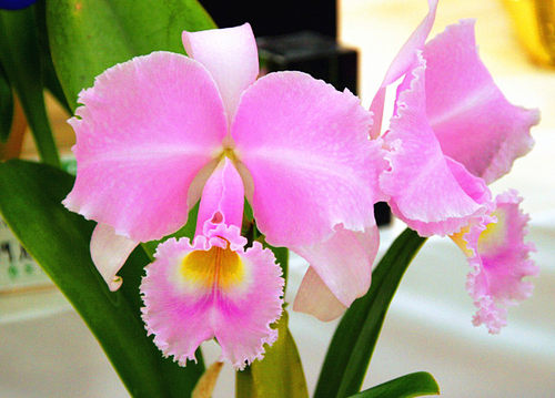 进口特丽安娜卡特兰原生种 漂亮全粉红C.trianaei concolor x sib