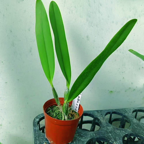 兰花洋兰进口卡特兰原生种路德稀有C.lueddemanniana alba x sib