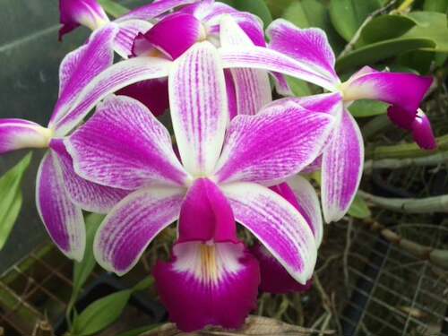 兰花洋兰卡特兰原生种C.violacea semi-alba flamea x sib盆栽