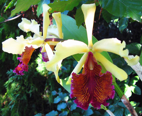 林雅兰园原生种卡特兰