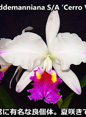 稀有兰花卡特兰原生种C.lueddemanniana semi-alba 