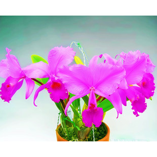 精选稀有卡特兰原生种C.trianaei rubra
