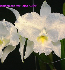 进口卡特兰原生种路德稀有白色C.lueddemanniana alba x sib有香