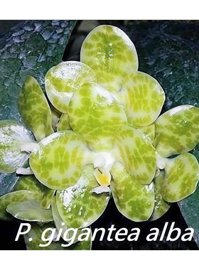 精选高端Phal.gigantea alba白象耳蝴蝶兰原生种 稀有婆罗洲原产
