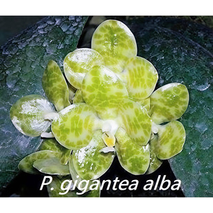 精选高端Phal.gigantea alba白象耳蝴蝶兰原生种 稀有婆罗洲原产