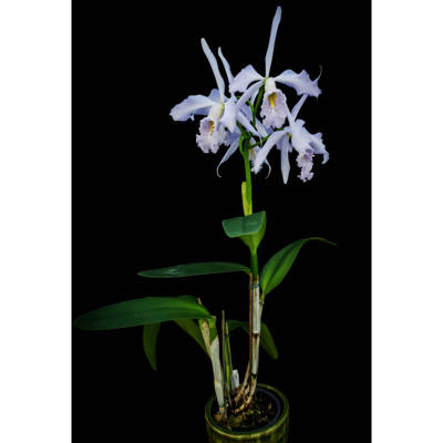 兰花洋兰马克西玛卡特兰原生种精选C.maxima var.coerulea蓝色