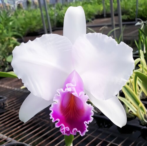 高档精选稀有C.quadricolor semi-alba卡特兰原生种兰花洋兰盆栽