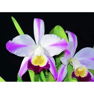 高档精选稀有插角C.eldorado semi-alba flamea卡特兰原生种兰花
