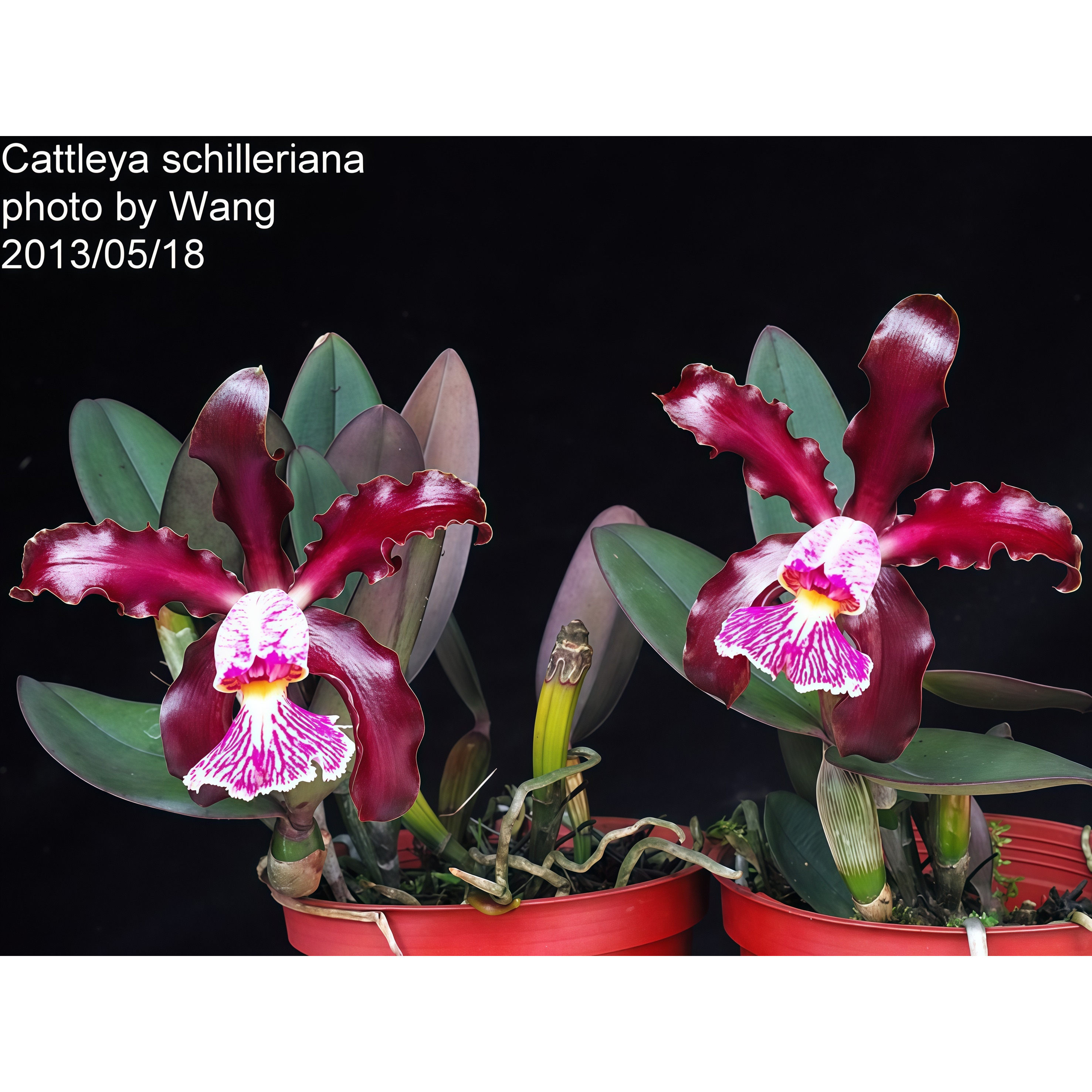 超稀有深红变种C.schilleriana rubra卡特兰原生种 兰花洋兰,鲜花速递/花卉仿真/绿植园艺,国兰/杂交兰/洋兰类,淘宝优惠券,粉丝福利购,淘宝优惠卷