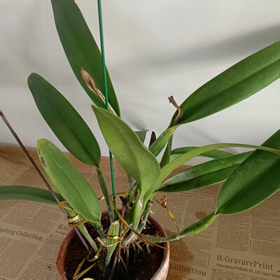 进口大盆兰花洋兰卡特兰原生种C.eldorado 'M. Ito' BM/JOS（MC)