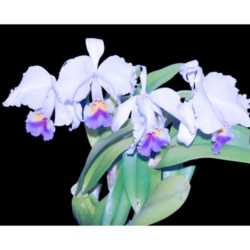 精选高端进口兰花稀有哥伦比亚卡特兰原生种C.trianaei coerulea