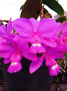 株小花大C.walkeriana深红茎圆粗进口稀有走路人卡特兰原生种有香