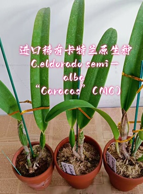 进口兰花洋兰卡特兰原生种C.eldorado semi-alba “Caracas”(MC)