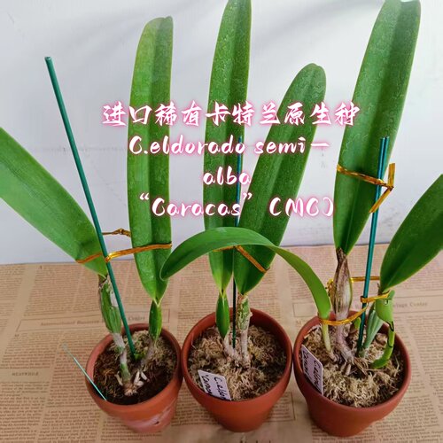 进口兰花洋兰卡特兰原生种C.eldorado semi-alba “Caracas”(MC)
