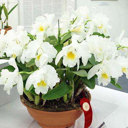 进口稀有兰花洋兰卡特兰原生种 拉比阿塔C.labiata alba x sib