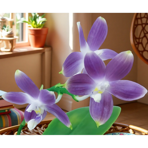洋兰高端精选稀缺Phal.tetraspis蓝色盾花蝴蝶兰原生种收藏级兰花