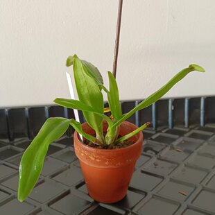 进口稀有深红原生种 路德C.lueddemanniana rubra兰花洋兰 包邮