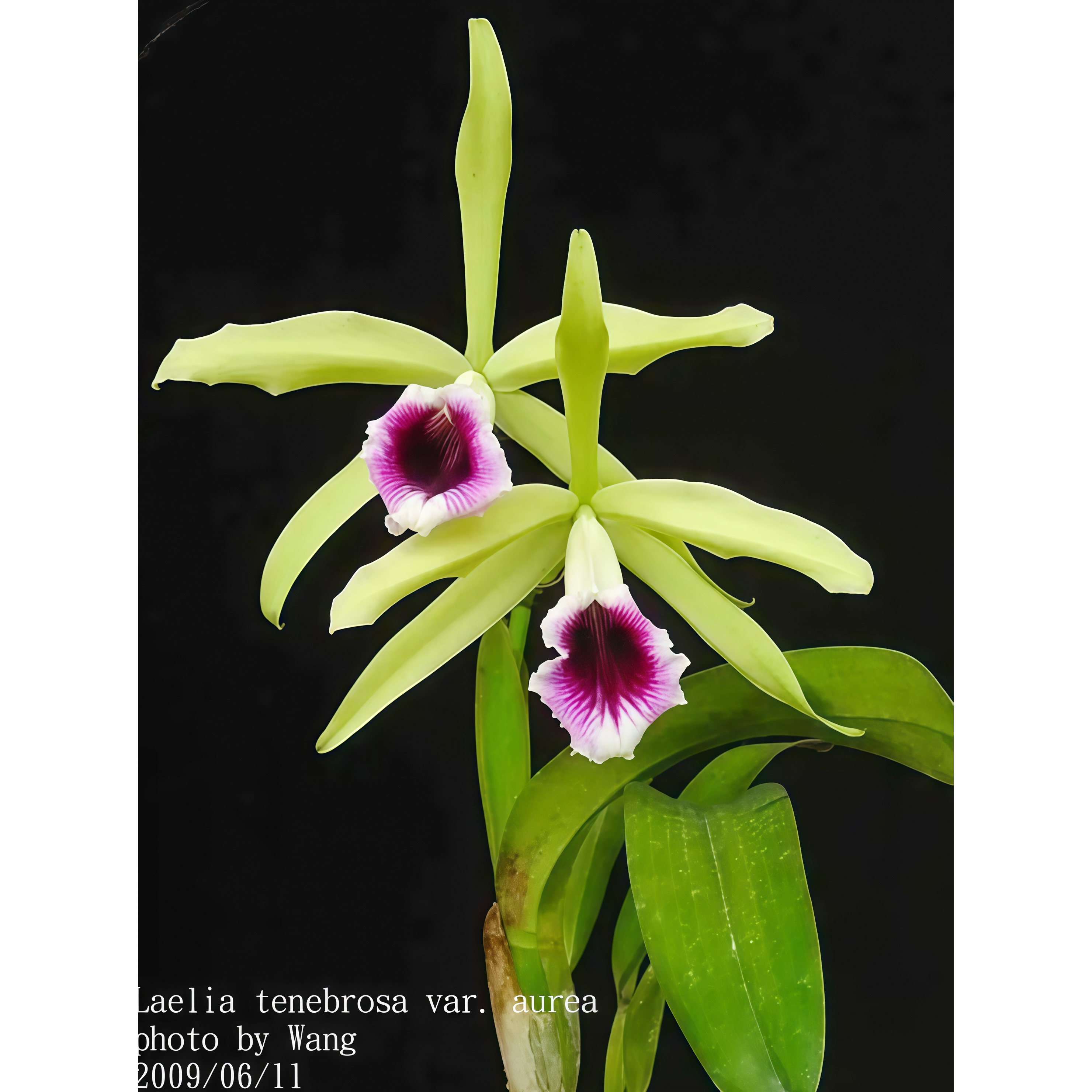 精选兰花洋兰稀有暗夜蕾丽亚卡特兰原生种L.tenebrosa aurea大花