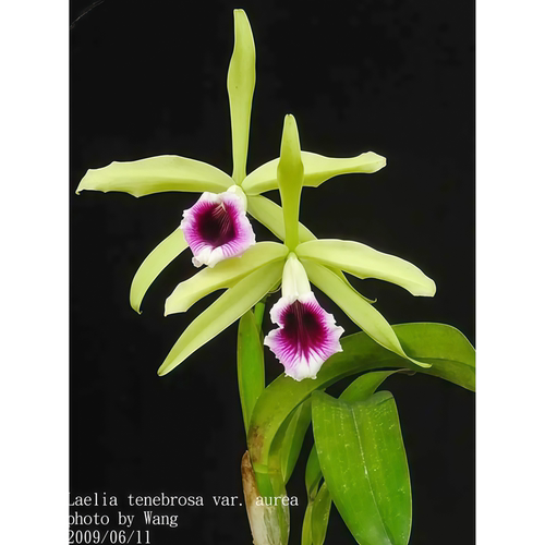精选兰花洋兰稀有暗夜蕾丽亚卡特兰原生种L.tenebrosa aurea大花