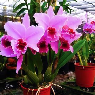 进口稀有卡特兰原生种大花获奖个体C.eldorado 'M. Ito' BM/JOS