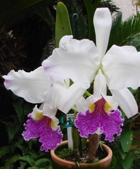 稀有C.lueddemanniana fma.semi-alba 