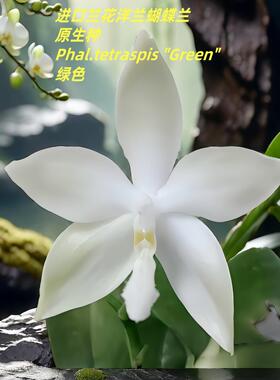 Phal.tetraspis Green绿龟甲蝴蝶兰原生种清香蜡质花高档兰花盆栽