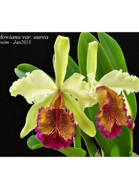 原生种C.dowiana aurea x sib 朵维娜 稀有黄色大花 成株