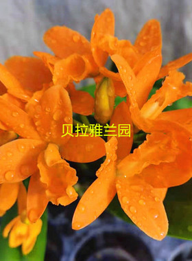 金如意卡特兰 兰花洋兰橙色多花 四季开花 非常好养