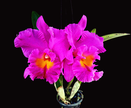 兰花洋兰卡特兰大花深紫红色Rlc.Pink Empress日盛 浓香型 成株