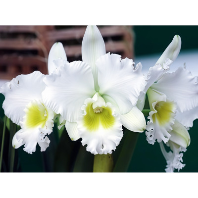 精选卡特兰进口兰花洋兰超大花 浓香型Rlc.Burdekin Wonder白雪